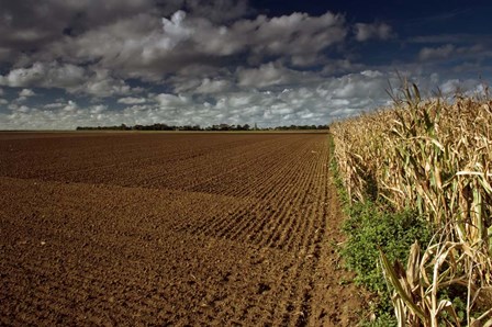 Heliotropes by Geoffrey Ansel Agrons art print