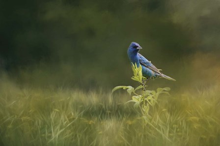 Blue Gem In The Meadow by Jai Johnson art print
