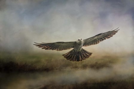 Mississippi Kite In The Marsh by Jai Johnson art print