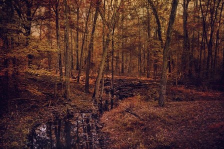 Shiloh Creek 4 by Jai Johnson art print