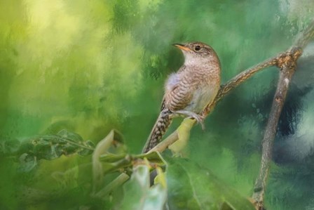 Wren In The Garden by Jai Johnson art print
