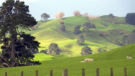 New Zealand 6 by Karen J. Williams art print