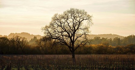 Wine Country Winter by Lance Kuehne art print