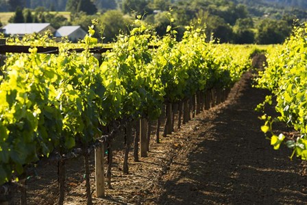 Let's Go Make Merlot by Lance Kuehne art print