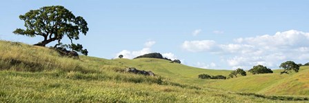 Petaluma Hills by Lance Kuehne art print