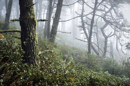 Primeval Woods by Lance Kuehne art print