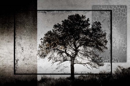 July Tree by LightBoxJournal art print