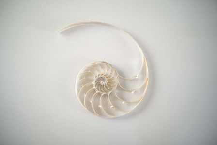 Sea Star 2 by LightBoxJournal art print