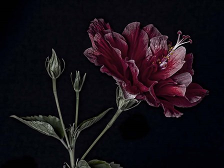 Hibiscus by Lori Hutchison art print