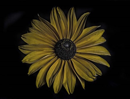 Sunflower by Lori Hutchison art print
