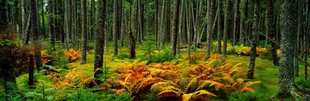 Cinnamon Ferns and Red Spruce Trees in Autumn, Acadia National Park, Maine by Panoramic Images art print