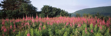 Purple Loosestrife Flowers in a Field, Forillon National Park, Quebec, Canada by Panoramic Images art print