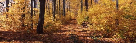 Trees in Autumn, Stowe, Lamoille County, Vermont by Panoramic Images art print