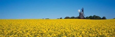 Oilseed Rape Crop with a Traditional windmill, Germany by Panoramic Images art print