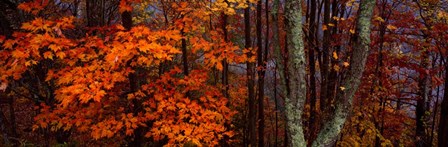 Trees in Forest, Great Smoky Mountains National Park, North Carolina by Panoramic Images art print