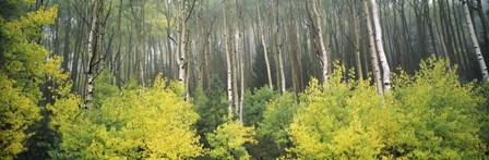 Aspen Trees in a Forest, Utah by Panoramic Images art print