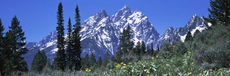 Forest with Mountains in Grand Teton National Park, Wyoming by Panoramic Images art print