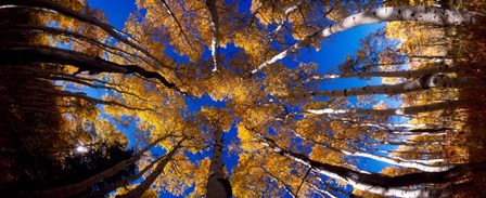 Low Angle View of Aspen Trees in the Forest, Alpine Loop, Colorado by Panoramic Images art print
