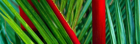 Detail of Palm Leaves, Hawaii Islands by Panoramic Images art print