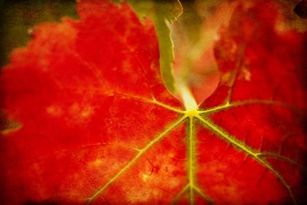 Autumn&#39;s Fire by Jessica Rogers Photography art print