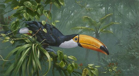 Toco Toucan by Michael Jackson art print