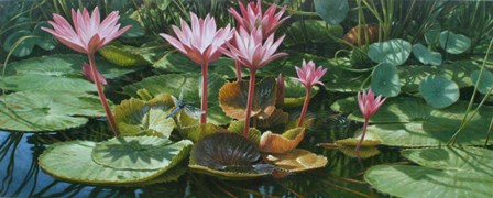 Lily Pond by Michael Jackson art print