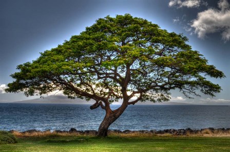 Majestic by Robert Kaler art print