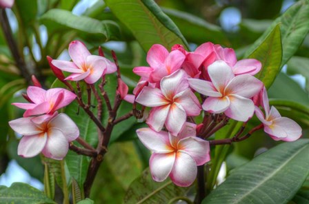 Pink Splendor by Robert Kaler art print