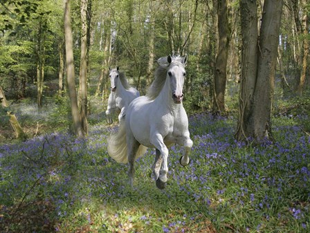 Blue Bell Wood by Bob Langrish art print