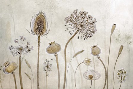 Growing Old by Mandy Disher art print