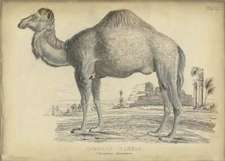 Camel Bactarnian by PI Collection art print