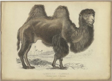 Camel Dromedary by PI Collection art print