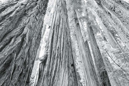 Redwoods Forest IV BW by Alan Majchrowicz art print