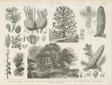 Pine Tree Botanik by Wild Apple Portfolio art print