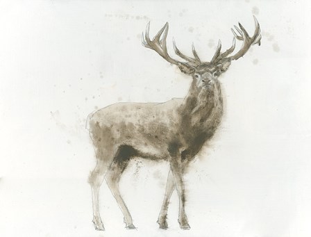 Stag by James Wiens art print