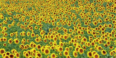Sunflower field, France by Frank Krahmer art print