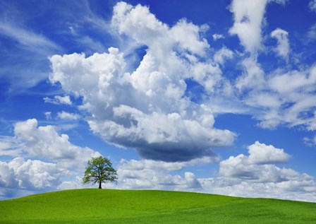 Oak and clouds, Bavaria, Germany by Frank Krahmer art print