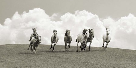 Herd of Wild Horses (BW) by Pangea Images art print