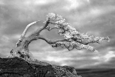 Bonzai by Mike Jones Photo art print