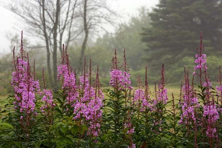 Campobello Lupine by Mike Jones Photo art print