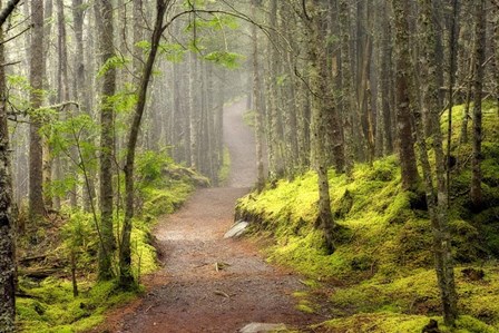 Lubec Path by Mike Jones Photo art print