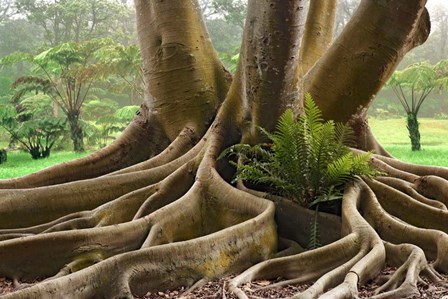 Roots Sarasots Big Tree by Mike Jones Photo art print