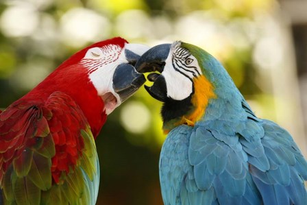 The Kiss by Mike Jones Photo art print