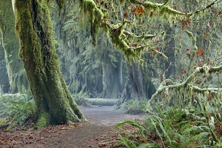 Olympic NP Trail by Mike Jones Photo art print