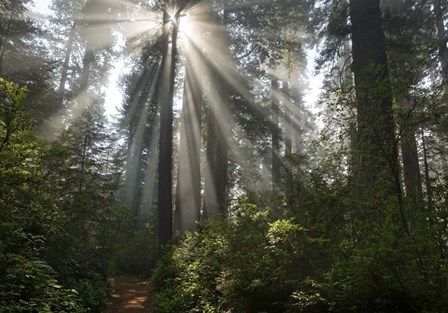 Redwoods NP Ladybird Johnson Lightbeam by Mike Jones Photo art print