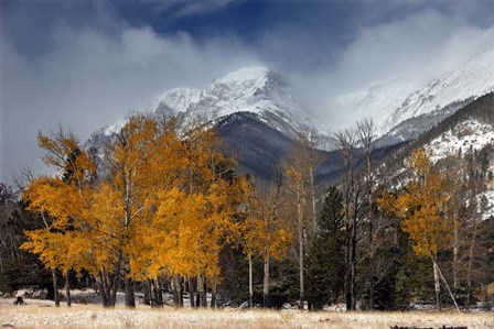 RMNP Aspens and Storm Clouds by Mike Jones Photo art print