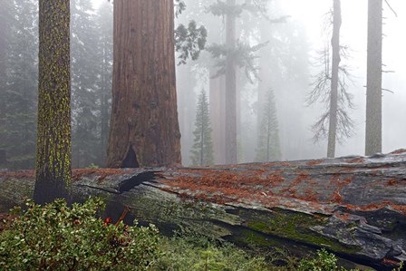 Sequoia Fallen Giant by Mike Jones Photo art print
