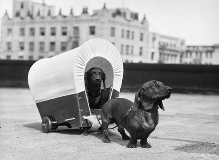 1930s Two Dachshund Dogs by Vintage PI art print