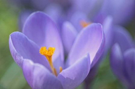 Purple Crocus by Cora Niele art print