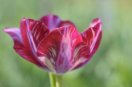 Ruby Rembrandt Tulip by Cora Niele art print